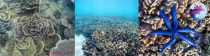Hệ sinh thái rạn san hô tại Hòn Khô